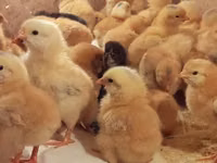 Geese — 4-rasm