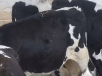 Bulle, Russian Black pied cattle — Foto 1