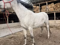 घोड़ी, Tersk horse — फ़ोटो 2