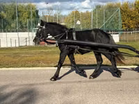公马, Horses — 照片 4