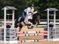 Cal, Pinto horses — foto 8