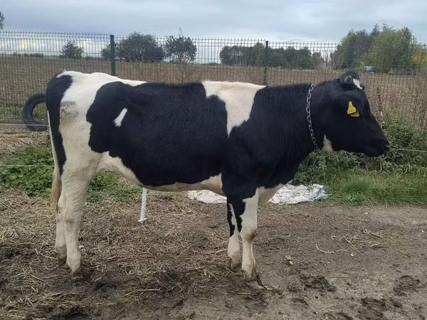 بقرة, Russian Black pied cattle