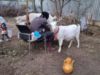 Cabra, Cabras — foto 5