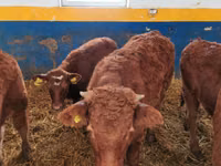 牛只（批次，未指定性别）, Limousin cow — 照片 2