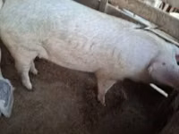 Sow — photo 4