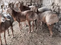 كبش, Arashan sheep — الصورة 4