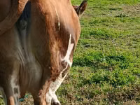Vacă, Simmental cattle — foto 5
