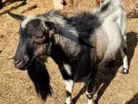 公山羊, Dutch Landrace goats — 照片 7