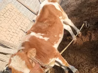 Sigir, Simmental cattle — 2-rasm