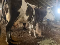 Cow, Russian Black pied cattle — photo 3
