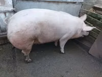 母猪, Pigs — 照片 3