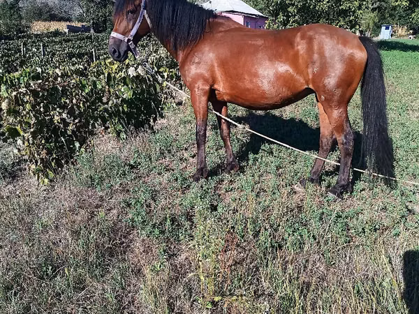 Madyan, Atlar