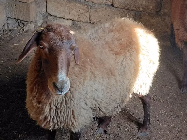كبش, الأغنام