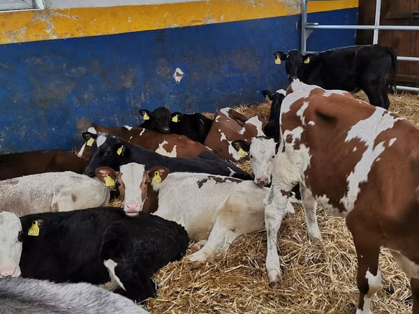 Buqa, Simmental cattle