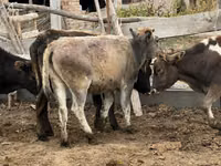 Vaca, Aberdeen-Angus — foto 3
