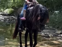 Cheval, Black Sea breed — photo 3