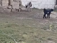 Goat, Goats — photo 2