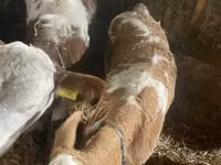 İnək, Simmental cattle — foto 2