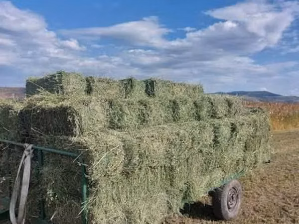 Продаем тюки люцерны