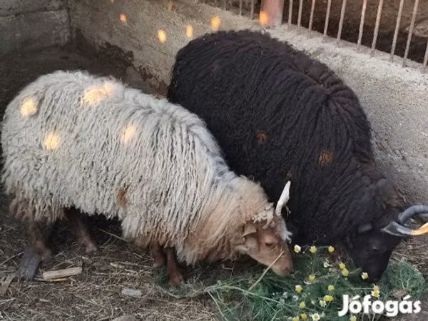 Oaie, Racka sheep