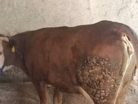 गाय, Simmental cattle — फ़ोटो 1