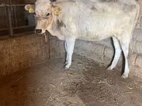 Sigir, Aberdin – Angus — 2-rasm
