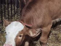 公牛, Simmental cattle — 照片 2