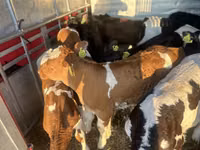 Cattle (batch, sex not specified), Simmental cattle — photo 2
