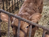 Toro, Simmental cattle — foto 8