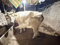 Kuh, Ukrainian Brown Dairy Cattle — Foto 2