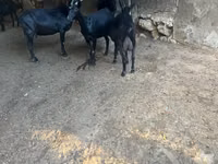 Capră, Murcia-Granada goats — foto 2