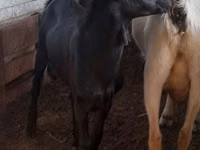 Țap, Murcia-Granada goats — foto 3