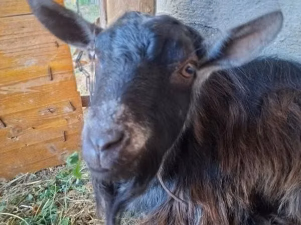公山羊, Goats