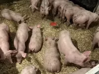 Schweine (Partie, Geschlecht nicht angegeben) — Foto 6