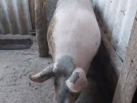 Scroafă, Porci — foto 1