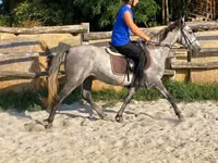 Yegua, Caballos — foto 6