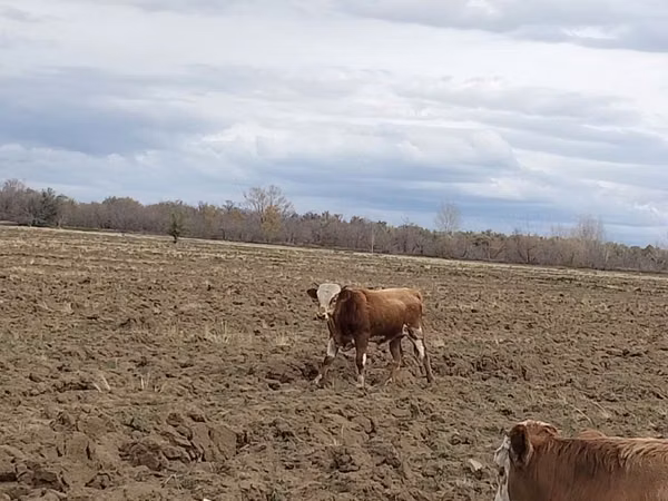 Bulle, Simmental cattle