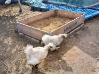 Poule danoise — photo 2