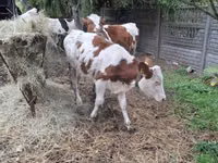 Vacă, Russian Black pied cattle — foto 3