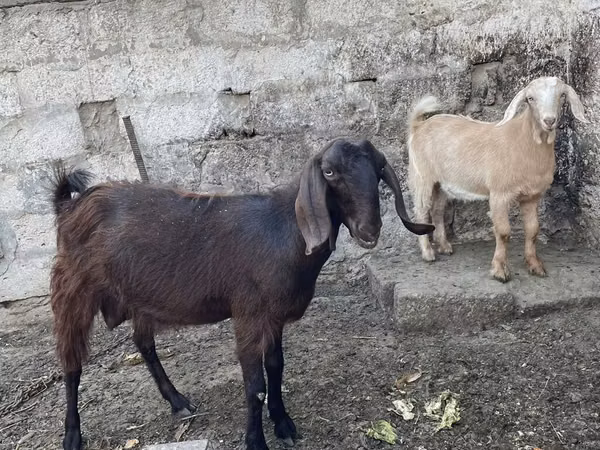बकरी, Damask goat