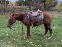 Cal, Quarter Horse — foto 3