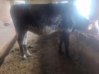 Vacă, Bovine — foto 3