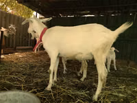 Cabras (lote, sexo não especificado), Saanen goat — foto 4