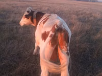 Bou, Bovine — foto 4