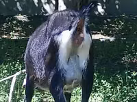 Cabra, Alpine goat — foto 2