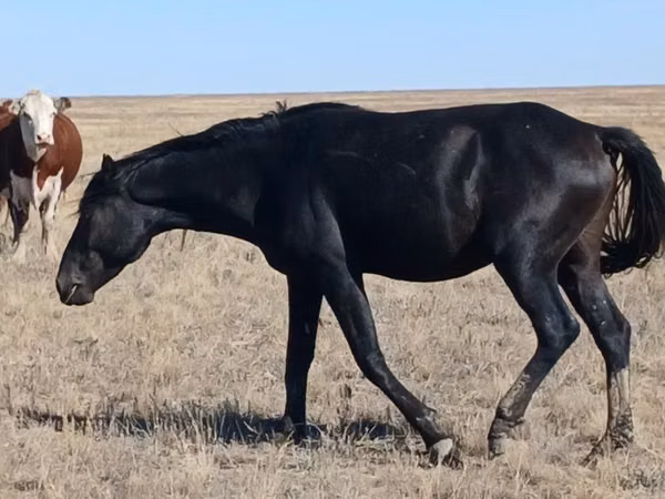 Stute, Kazakh horse