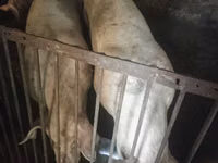 Scroafă, Porci — foto 3