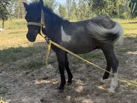Toychoq, Australian Pony — 1-rasm