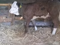 Vacă, Bovine — foto 2