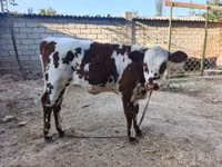 İnək, Simmental cattle — foto 1